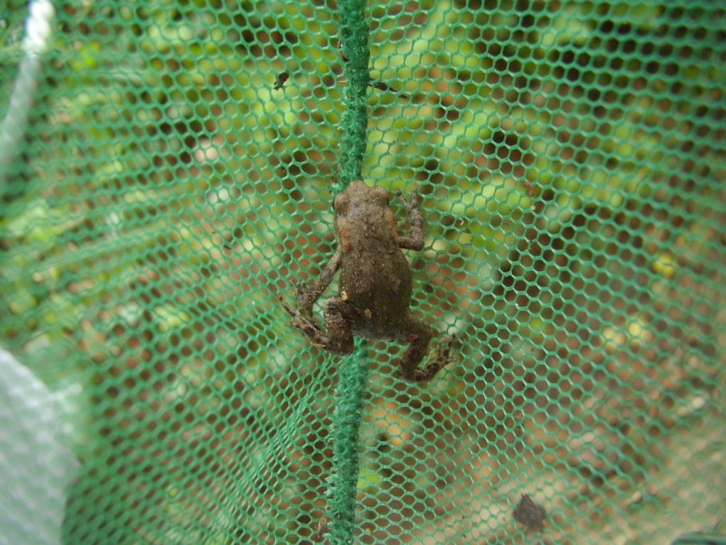 Rana italica